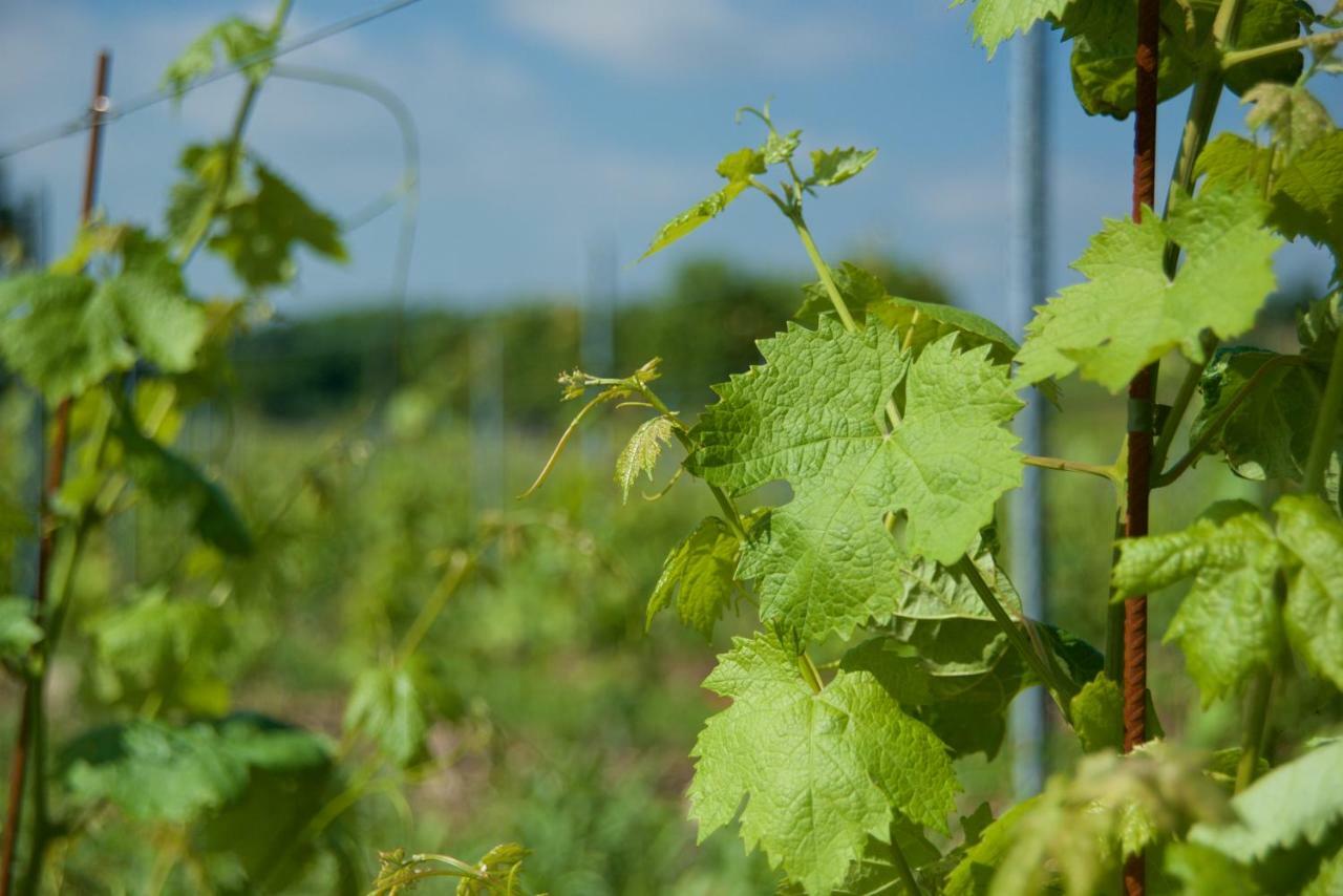 Agriturismo Albarello Sona Dış mekan fotoğraf